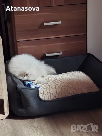Померанче на 2 месеца 