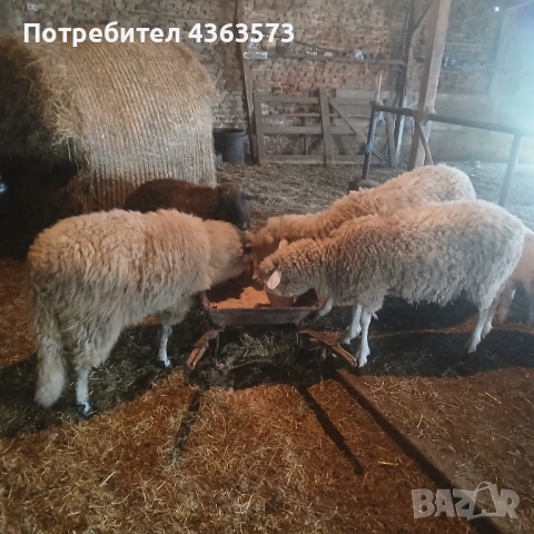    Продавам четири коча , снимка 2 - Овце - 54536611