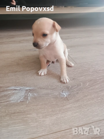 Сърнист Пинчер, снимка 5 - Пинчер - 54335405