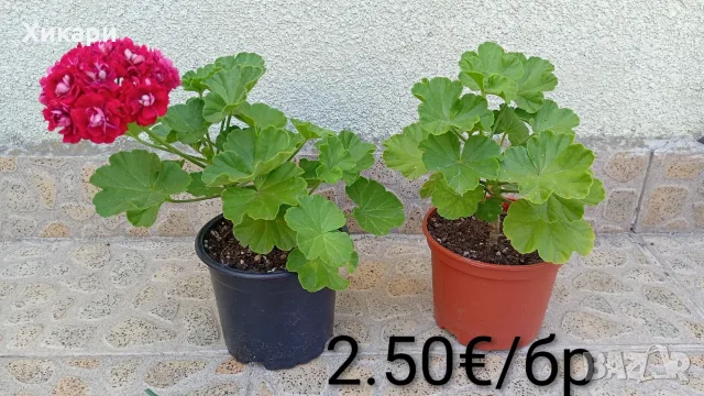 Сортово мушкато Pelargonium Plum Rambler  