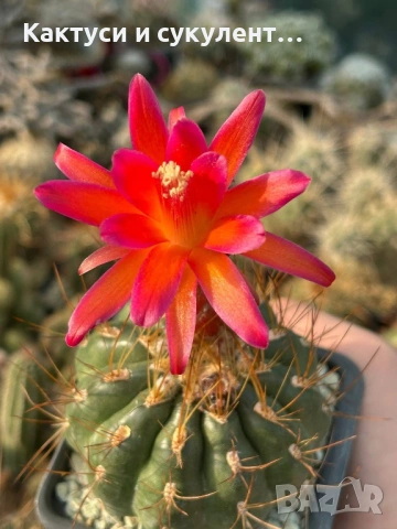 Кактус  Matucana Polzii