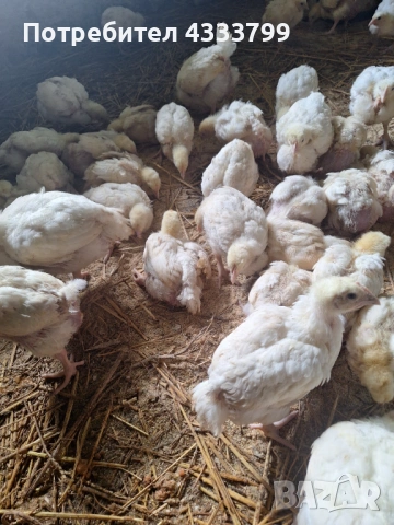 Продавам бройлери на 35 дни