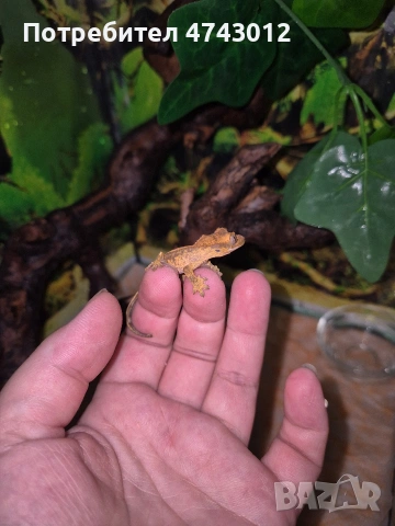 Ресничест бананояден гекон (Rhacodactylus ciliatus), снимка 8 - Гекон - 53540739