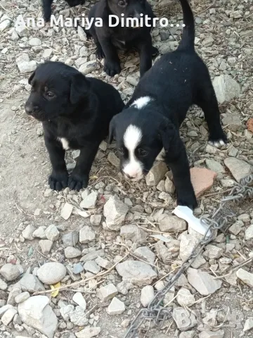 🐶 Подаряват се 6 прекрасни кученца., снимка 3 - Други - 55588357