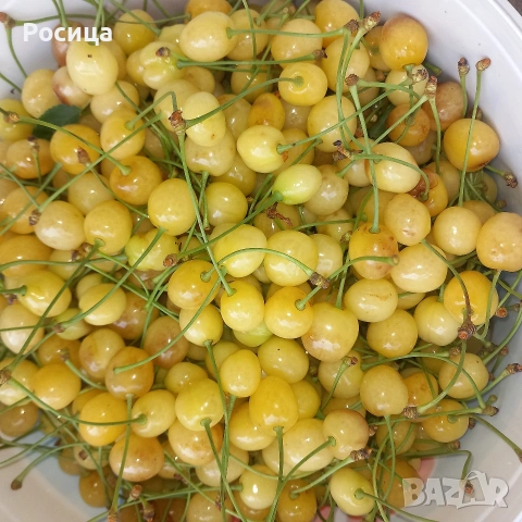Продавам бели череши от стар сорт