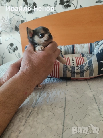 Продавам женско чихуахуа, снимка 5 - Чихуахуа - 54321731
