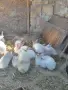 продавам калифорнийски зайци, снимка 10