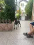 Женска Белгийска овчарка пред разгонване, снимка 2