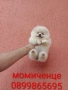 Мини Померани. , снимка 5