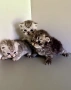 Шотландски котенца, снимка 4