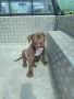 Американски питбул териер ,,Ред ноус''(American pitbull terrier Red nose), снимка 2