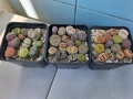 Живи камъчета - Lithops, снимка 4