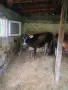 Продавам 3 телета, снимка 1