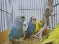 продавам вълнисти папагали, снимка 4
