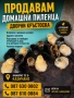 Продавам домашни пилета, снимка 1