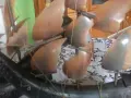 Платноходи от кост., снимка 4