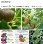🍇🍒🍇Плодове - разсад 🍓🍎🍏🍋🍒🍇, снимка 5