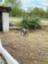 Американски були ХЛ    +359892374143, снимка 3