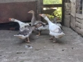 Гъски с малко гъсе, снимка 2