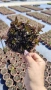 Шоколадова Мента, Mentha "Chocolate Mint", студоустойчива и многогодишна, снимка 4