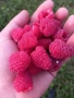 Разсад малини и ягоди, снимка 5