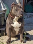 Питбулчета (bully), снимка 6