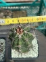 Кактус Echinocereus Triglochidiatus hybrid рядък вид кактус, снимка 3