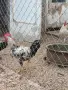 продавам млади петли , снимка 3