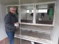 Продавам бяло-колумбийски Розкомб , снимка 8