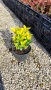 Евонимус Ауреа, Euonymus Japonica Aurea, снимка 6