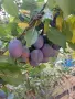 Продавам Сини сливи, снимка 4