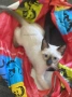 Женско сиамско коте, възможна доставка., снимка 4