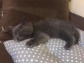 Британски късокосмести котенца , снимка 1