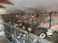 Червении и къдрави канарчета, снимка 1