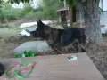 Мъжка немска овчарка , снимка 3