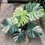 Добре вкоренена "Monstera Mint", снимка 6