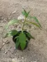 🌱 Земна ябълка (Гулия, Топинамбур), снимка 6
