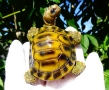 Фигура Костенурка,сухоземна. , снимка 2