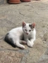 Подарявам малки игриви котенца, снимка 2