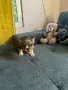 Две прекрасни момченца, снимка 3