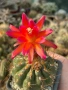 Кактус  Matucana Polzii, снимка 1