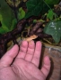Ресничест бананояден гекон (Rhacodactylus ciliatus), снимка 8