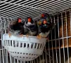 Продавам две двойки , снимка 1