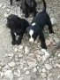 🐶 Подаряват се 6 прекрасни кученца., снимка 3