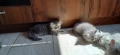 Персийски котенца, снимка 10
