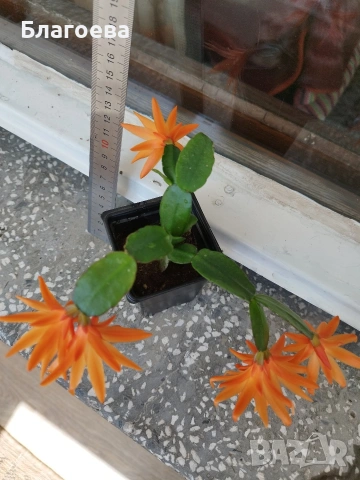 Комплект - 1 бр Великденче оранжево и 2 бр Коледниче (розово и цикламено)