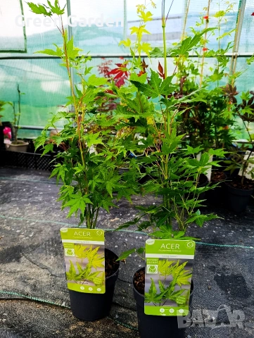 Японски клен Acer palmatum ‘Going Green’ – декоративен клен, снимка 2 - Градински цветя и растения - 54586406
