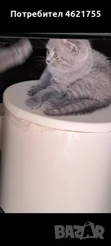 Британски котенца , снимка 8 - Британска късокосместа - 55332864