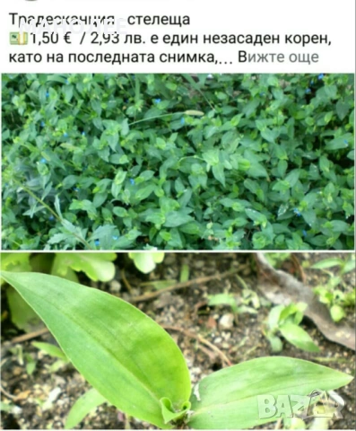 🪻🪴🪷🎁4 вида градински цветя❄️☃️ -, снимка 4 - Градински цветя и растения - 54466138