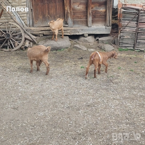 Продавам ярета, снимка 5 - Кози - 54291292